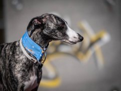 Collar made of waterproof fabric greyhound blue