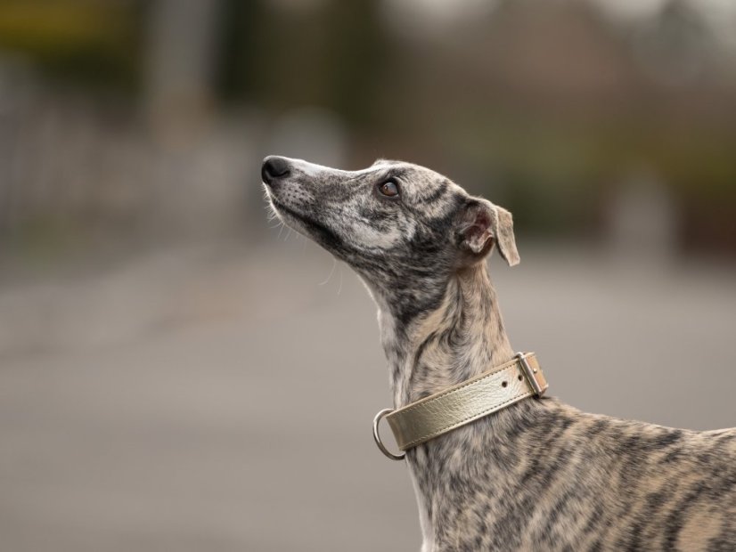 Obojek pro psy kožený 30mm