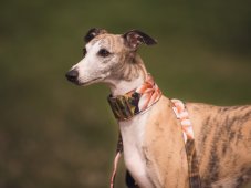 Collar made of waterproofSPRING