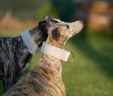 collar gray