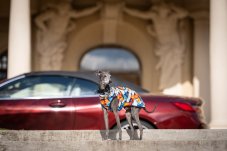 ZARYA MILANO GRAFFITI –  tričko pro psy z jemného úpletu