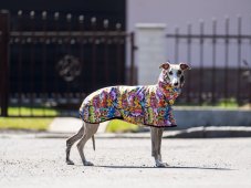 GRAFFITI RAINCOAT – lehká softshellová pláštěnka pro psy