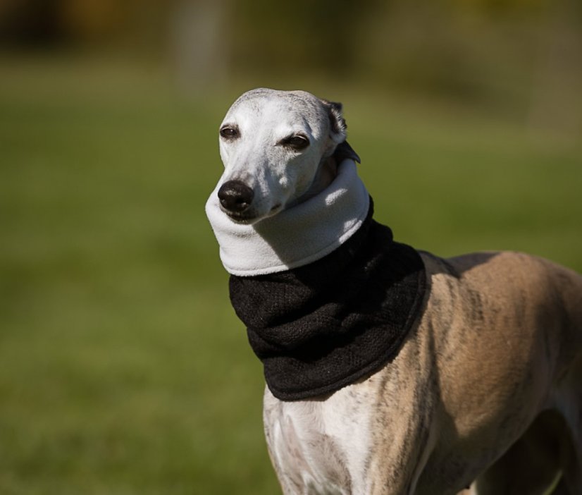 Scarf for dogs with fleece