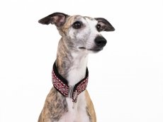 Obojok polosťahovací červený ETNIK 4 cm