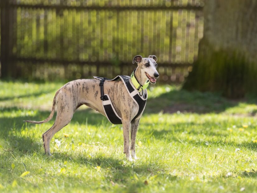 DYNAMIC CORE HARNESS – lehký postroj pro psy s maximální kontrolou a komfortem