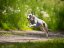 GREY ACTIVE FIT – funkční tréninkové tričko pro psy