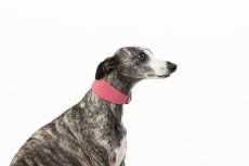 Leather Collar for Sighthounds – LEATHER LUXE