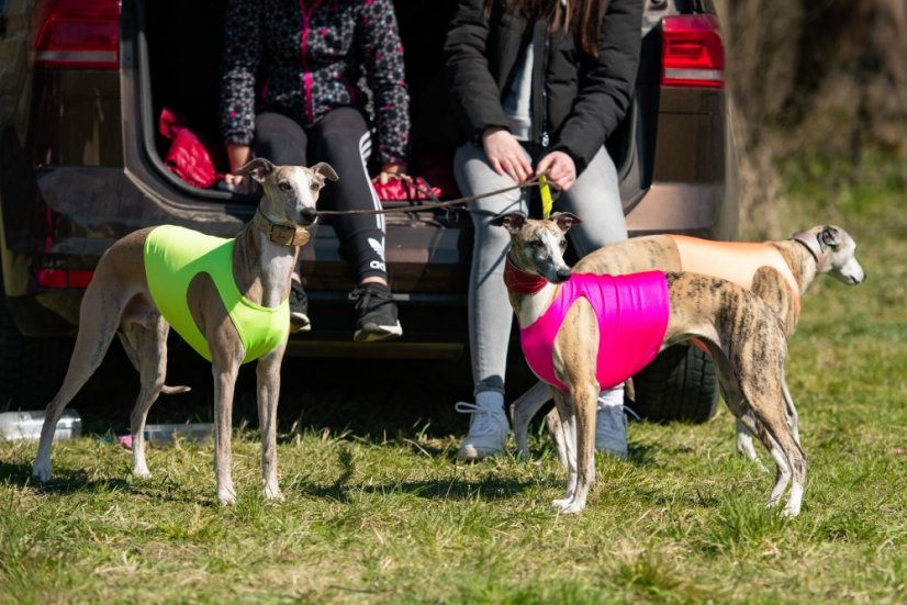 Tréningové tričko color jumper