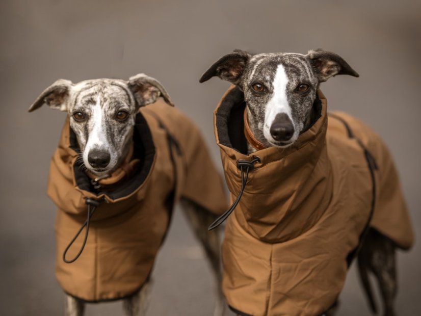 Minimalistická bunda pro psy
