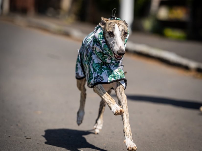 Africa Hibiscus – softshell pláštěnka pro psy