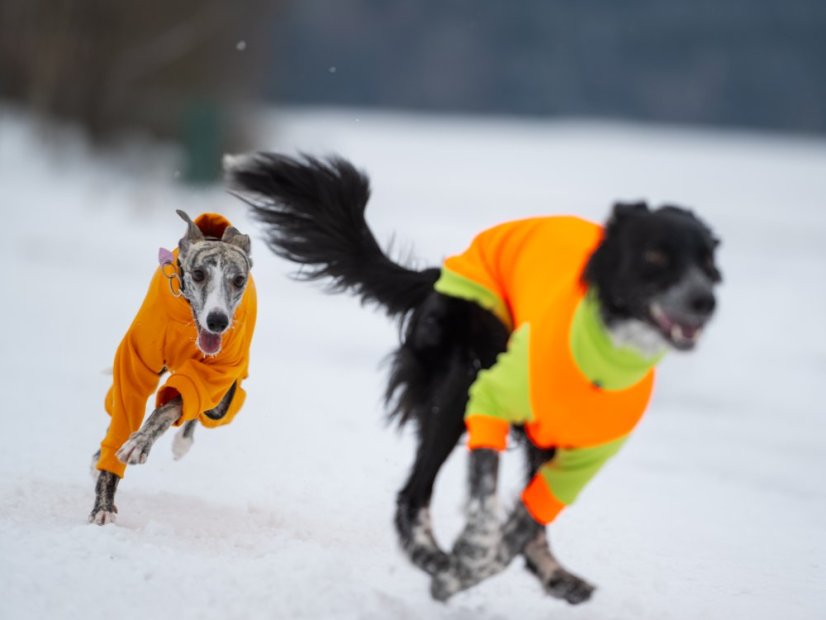 ZARYA ThermoFlex | sportovní funkční overal pro psy