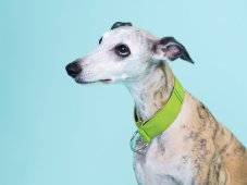 Collar made of waterproof fabric GREEN
