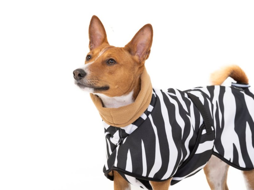 Africa Zebra – nepromokavá bunda pro psy s ocáskem nahoru