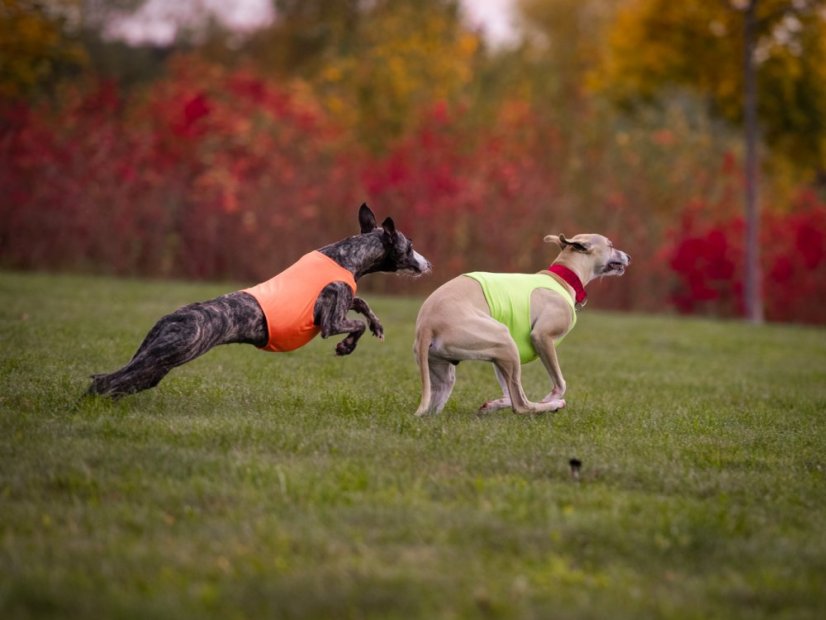 Tréningové tričko color jumper
