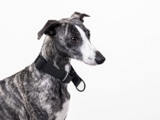 Minimalistický polostahovací obojek z hexa pásku ČERNÁ 30mm