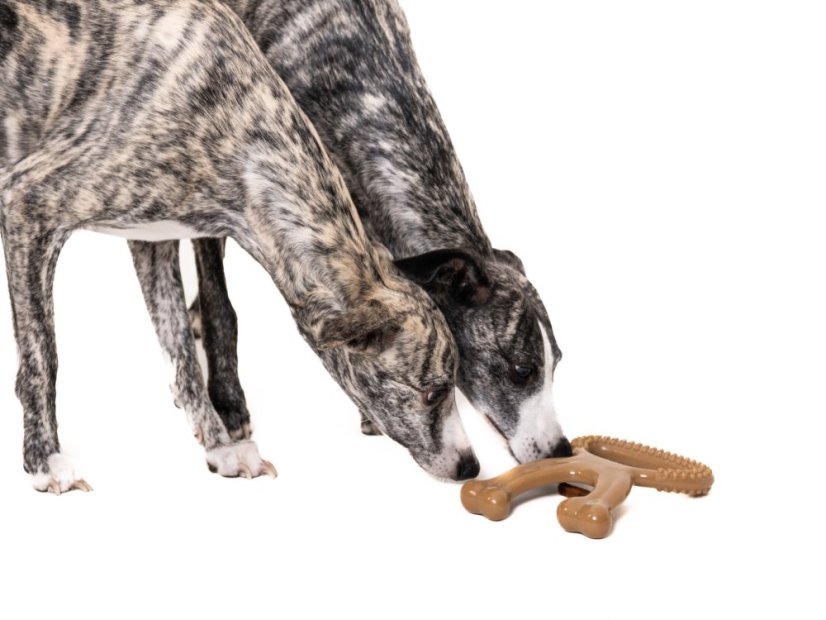 ZARYA ToughChew – odolná psí hračka na žvýkání, čištění zubů a trénink