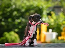 PUPPY GRIP SET – collar and leash for puppies and small breeds