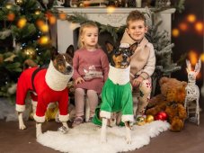 Christmas  SWEATSHIRT for dogs with tail up