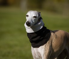 Nákrčník pro psy s fleecem