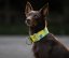 Brocade luxury collar