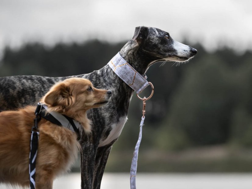 Africa ZEBRA vodítko z pevné nepromokavé tkaniny