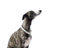 Semi-retractable waterproof collar BW– A practical and durable companion!