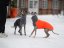 Performance Shell Dog Jacket – funkční bunda s hřejivým fleecem pro psy