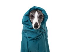 TeryRain Shell – lightweight waterproof dog raincoat