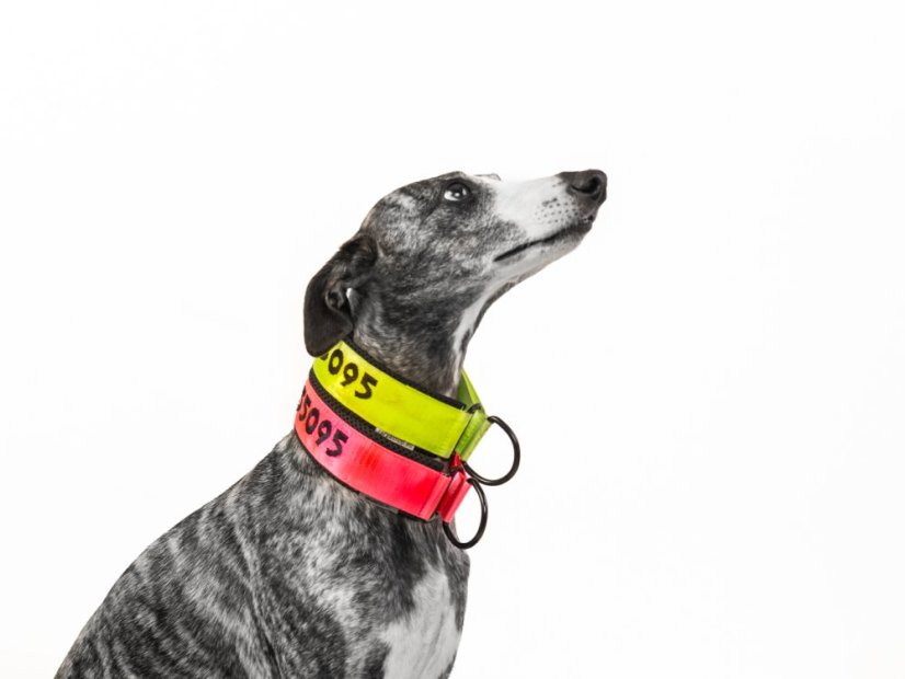 COMFORT 3D NEON – personalizovaný polostahovací obojek pro psy