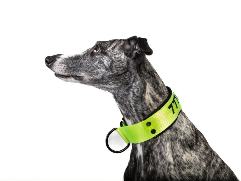 COMFORT 3D NEON – personalizovaný polostahovací obojek pro psy
