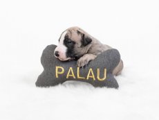 Osobná kocka pre psa s menom