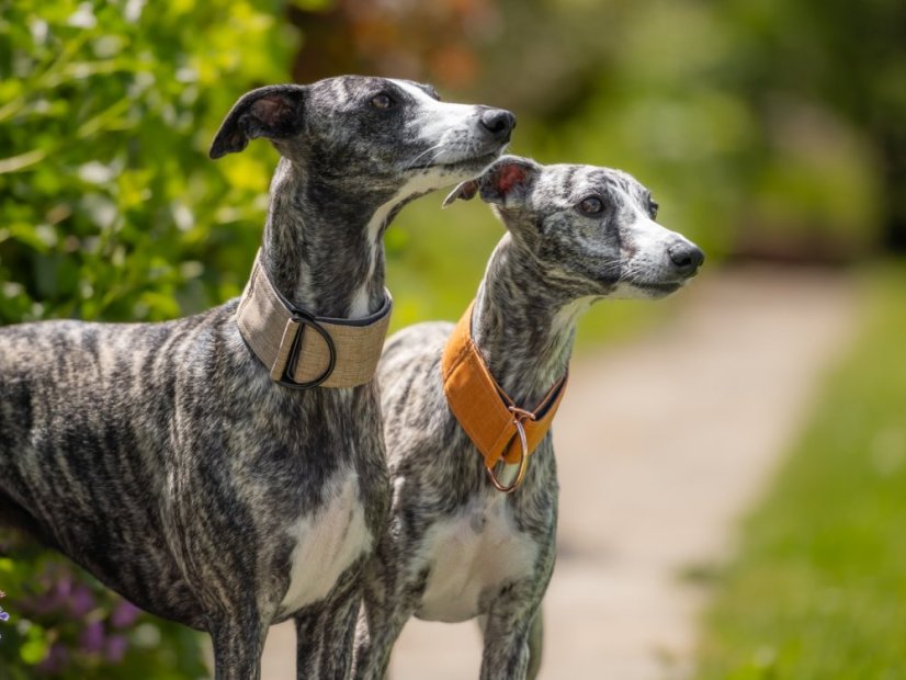 Minimalistický obojek z nepromokavé tkaniny hořčice