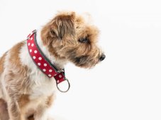 Obojok ČERVENÝ PUNTÍK