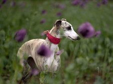 Padded Leather Sighthound Collar with Paw Motif