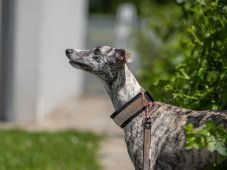 Semi-retractable STRAS collar lined with soft fabric