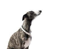 Polostahovací voděodolný obojek BW– Praktický a odolný společník!