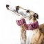 Brocade luxury collar