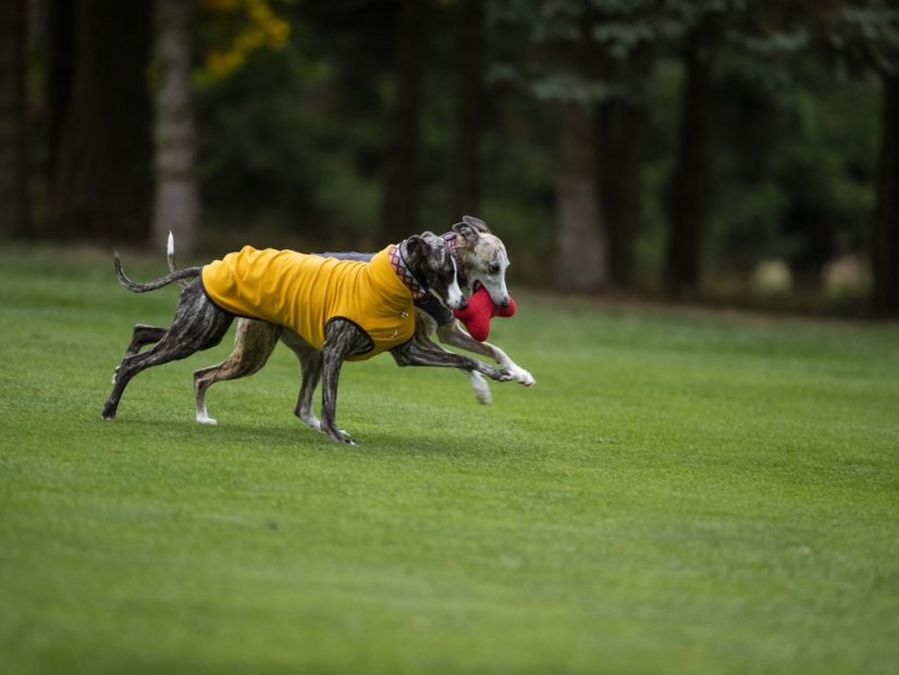 Lehká mikina pro psa French Terry
