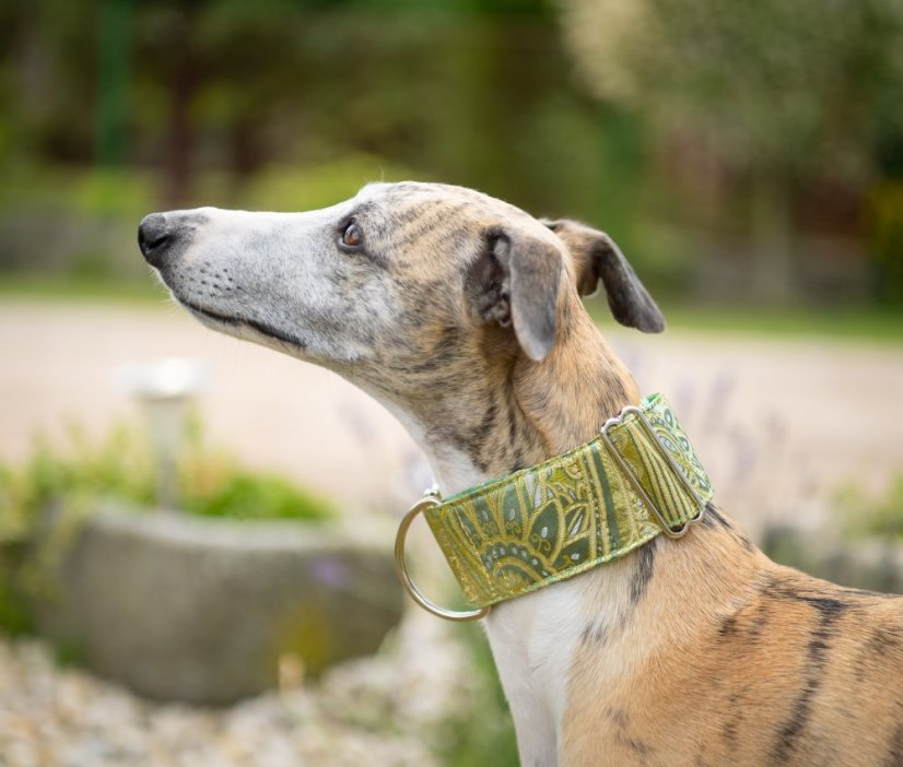 Brocade luxury collar