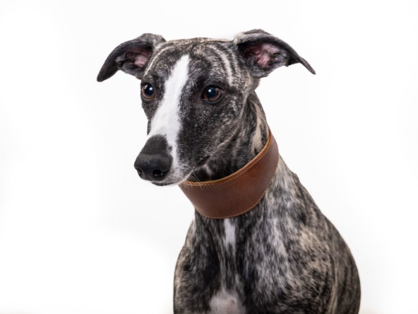 Padded leather collar LUX