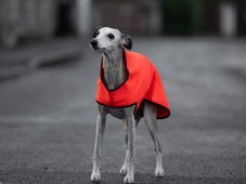 Softshell ActiveFit bunda pre psy