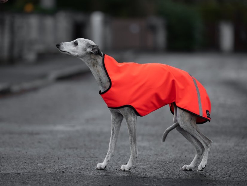 Softshell ActiveFit bunda pro psy