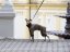 NEOPRENE overalls for dogs – maximum protection and comfort