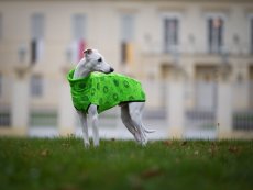 COLOR WINTER GLOW – hřejivý svetr pro psy