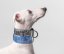 Brocade luxury collar