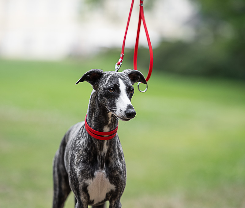 Obojek BioThane® se stahovacím řetízkem a vodítkem