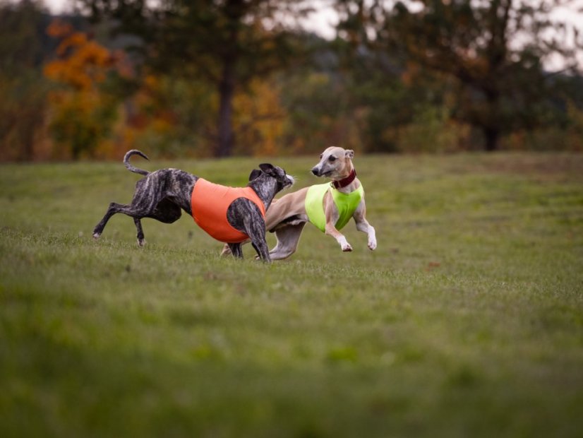 Tréningové tričko color jumper