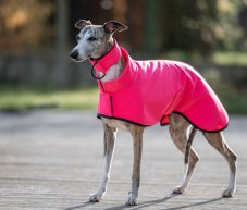 Ľahký prehoz pre psích športovcov