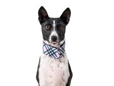 Collar made of waterproof fabric cube