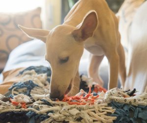 Interaktivní hračky aneb ta nejchytřejší zábava pro psy